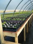 Parsley Place Herbs Home improvement in Gouverneur NY - photo 1